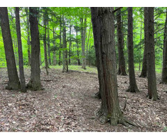 50 acres HUNTING LAND with POND and CREEK FRONTAGE