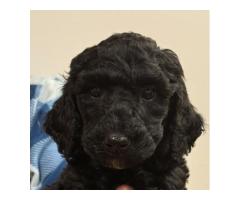 GOLDENDOODLE PUPPIES FOR SALE