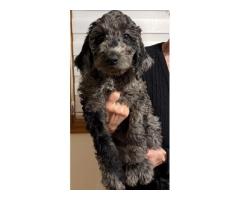 GOLDENDOODLE PUPPIES FOR SALE