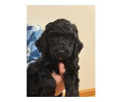 GOLDENDOODLE PUPPIES FOR SALE