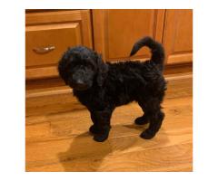 GOLDENDOODLE PUPPIES FOR SALE