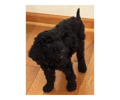 GOLDENDOODLE PUPPIES FOR SALE