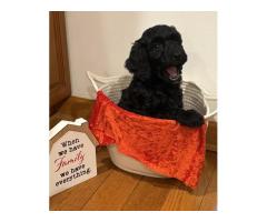 GOLDENDOODLE PUPPIES FOR SALE