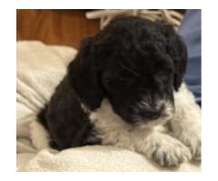 GOLDENDOODLE PUPPIES FOR SALE