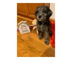 GOLDENDOODLE PUPPIES FOR SALE