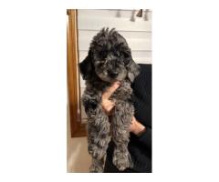 GOLDENDOODLE PUPPIES FOR SALE