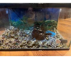 10 gallon aquarium