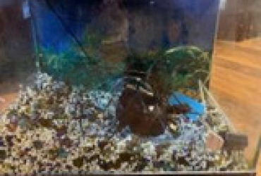 10 Gal. Aquarium Pick Up Only