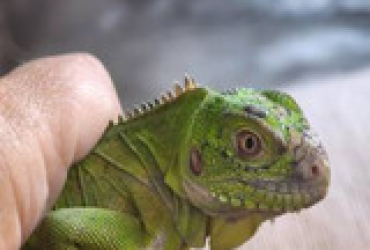 Iguana delicatissima