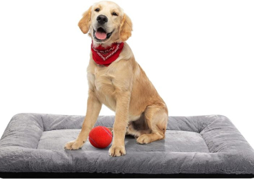 Dog Beds