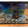 10 Gallon Aquarium