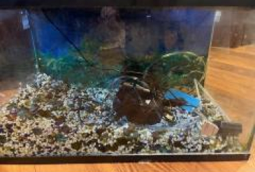 10 Gallon Aquarium