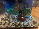 10 Gal. Aquarium Pick Up Only