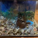 10 Gal. Aquarium Pick Up Only