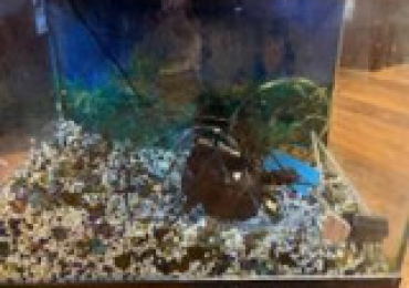 10 Gal. Aquarium