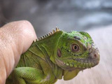 Iguana delicatissima