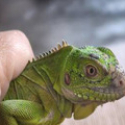 Iguana delicatissima