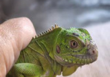 Iguana delicatissima